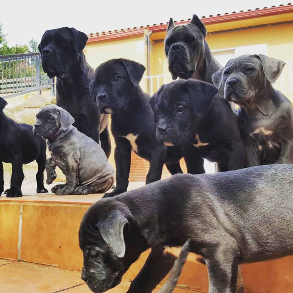 Buy dog cane corso in Leicester-England-Uk and puppies for sale in Leicester-England-Uk