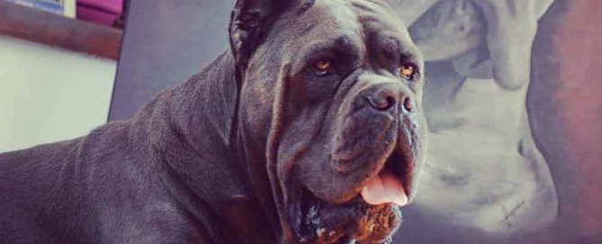 Buy dog cane corso in Leicester-England-Uk and puppies for sale in Leicester-England-Uk3