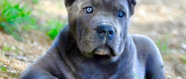 Buy dog cane corso in Washington D.C USA and cane corso puppies for sale in Washington D.C USA1