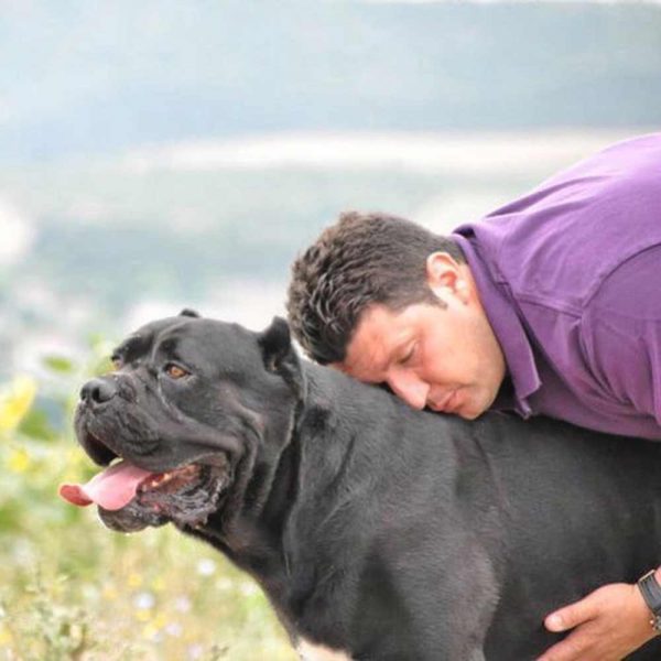 Cane Corsos breeding Cane Corso puppies for sale Buy Cane Corso
