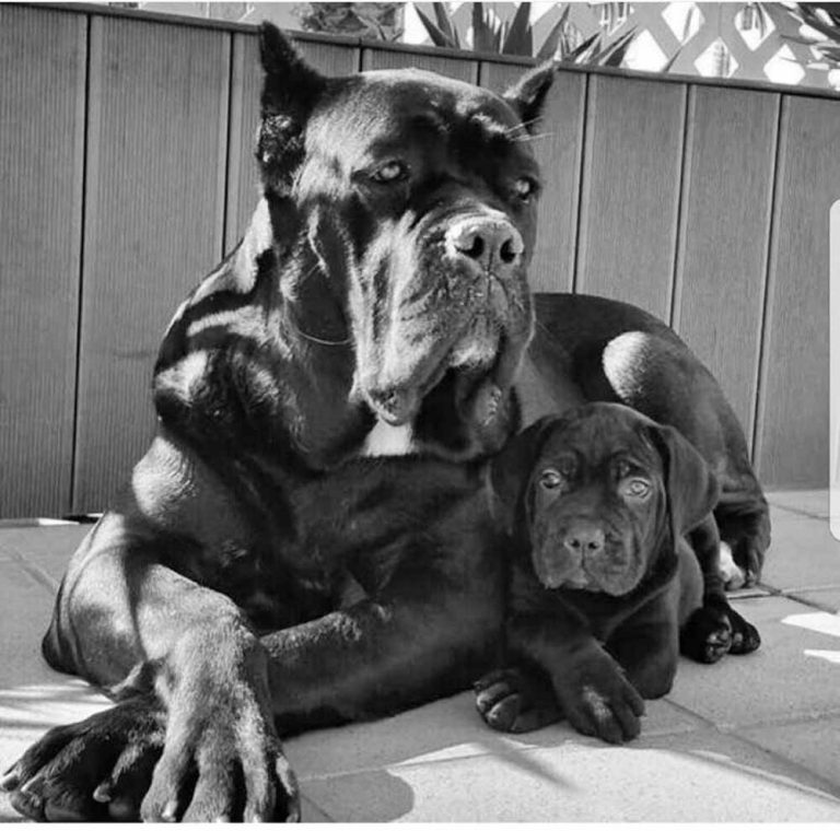 Cane Corsos breeding Cane Corso puppies for sale Buy Cane Corso