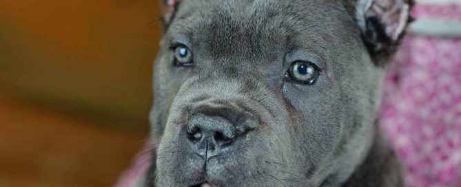 Buy dog ​​cane corso in Coventry England -UK and cane corso puppies for sale1