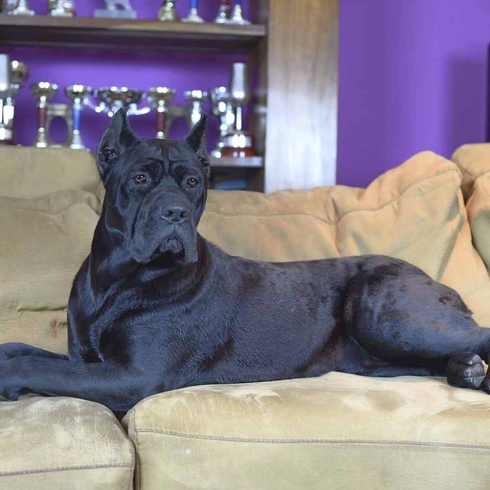 Buy dogs Cane corso in San Diego and puppies for sale in San Diego California USA