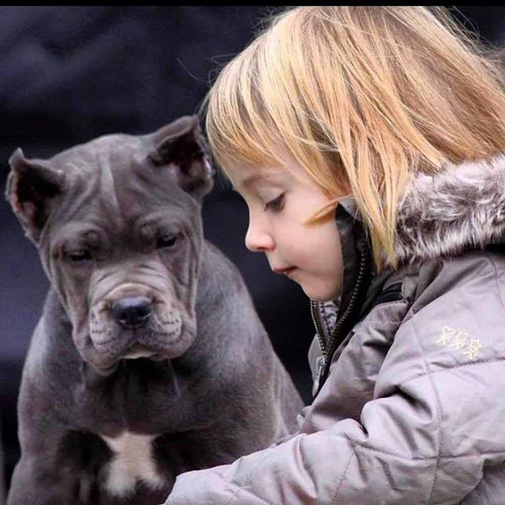 Buy dogs Cane corso in San Diego and puppies for sale in San Diego California USA1