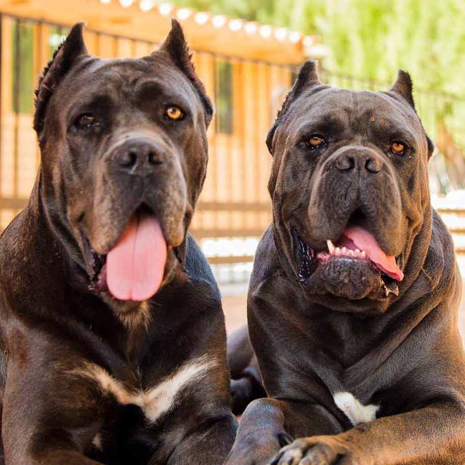 Buy dogs Cane corso in San Diego and puppies for sale in San Diego California USA5
