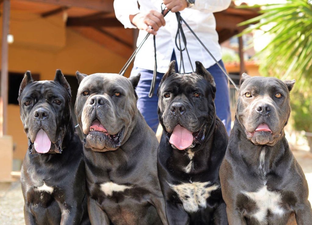 Comprar perro cane corso en Madrid-España y venta de cachorros de cane corso italiano en Madrid-España4