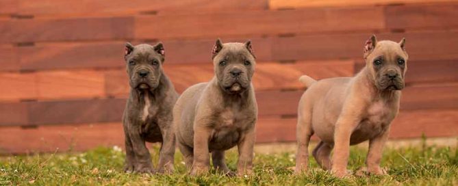 buy dog cane corso in Los Angeles California and cane corso puppies for sale in Los Angeles California1