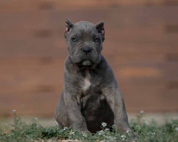 buy dog cane corso in Los Angeles California and cane corso puppies for