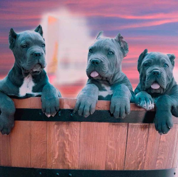 Buy dog cane corso in Manhattan NY New York and puppies italian mastiff