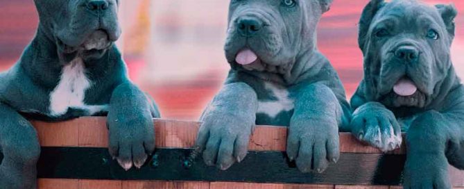 buy dog cane corso in NY-NUEVA YORK - MANHATTAN and puppies for sale dog italian mastiff2
