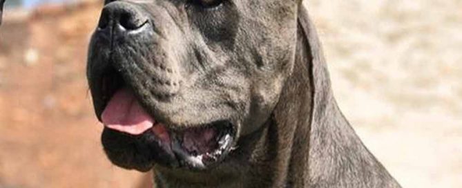 buy dog cane corso in Seattle-Washington and cane corso puppies for sale in Seattle-Washington1