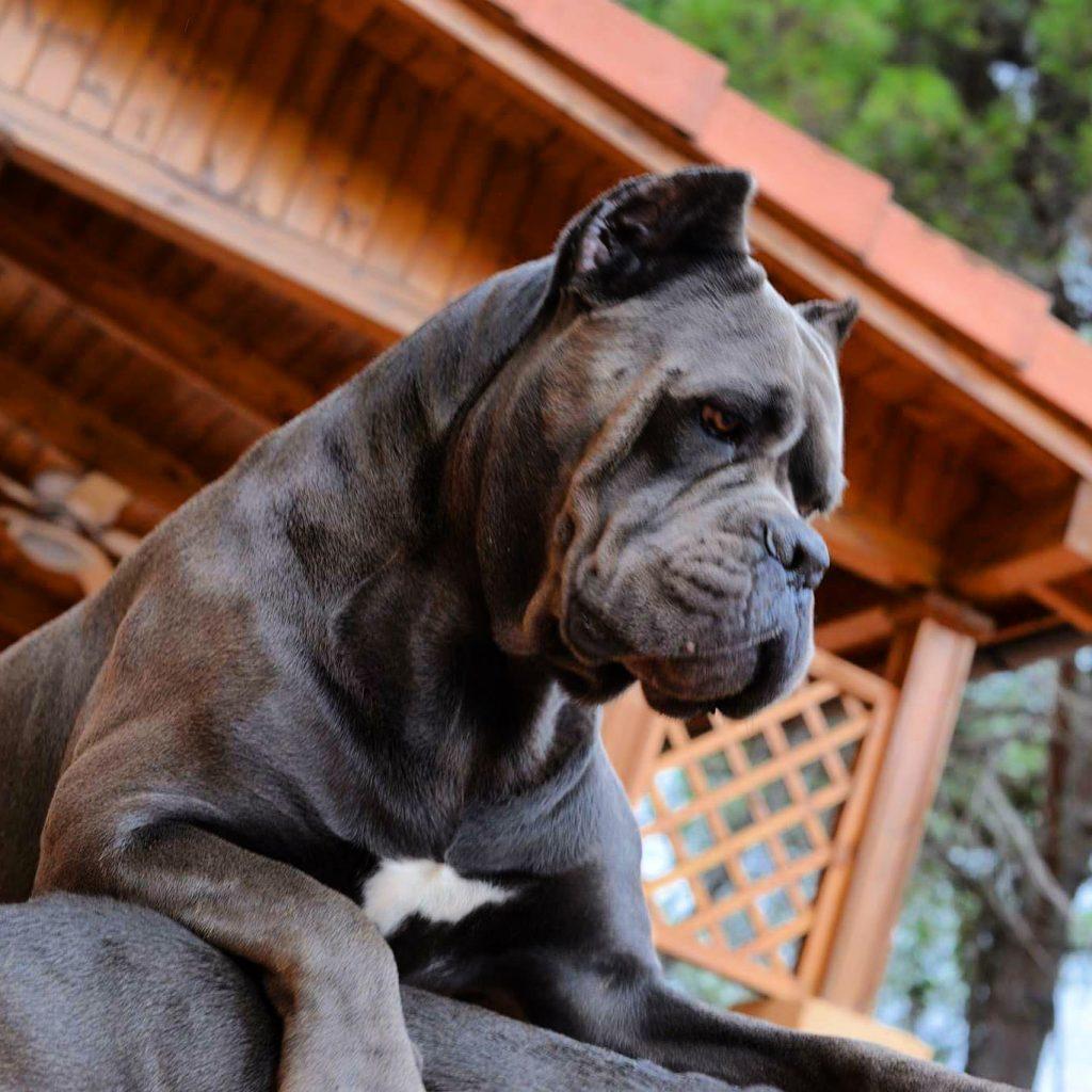 Buy cane corso dog in Sheffield UK and cane corso