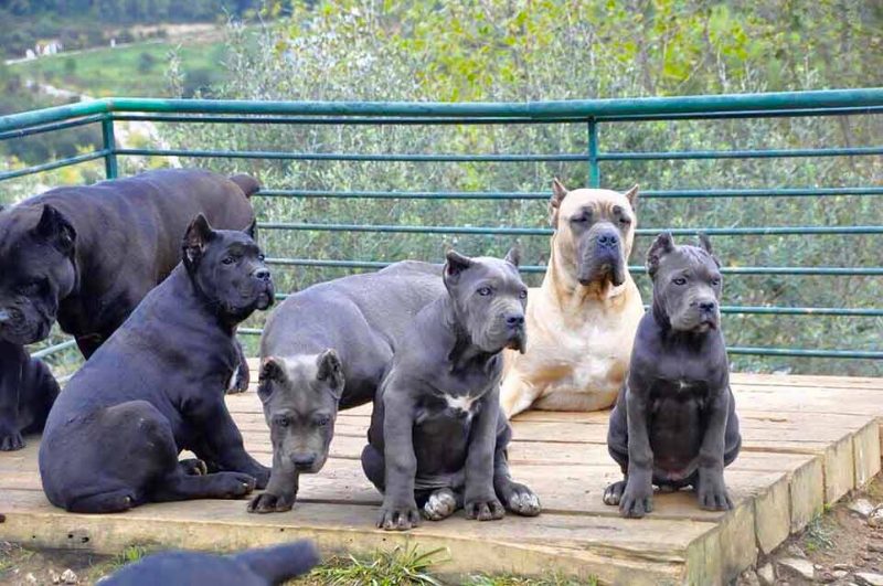 Buy cane corso dog in Sheffield UK and cane corso puppies for sale in