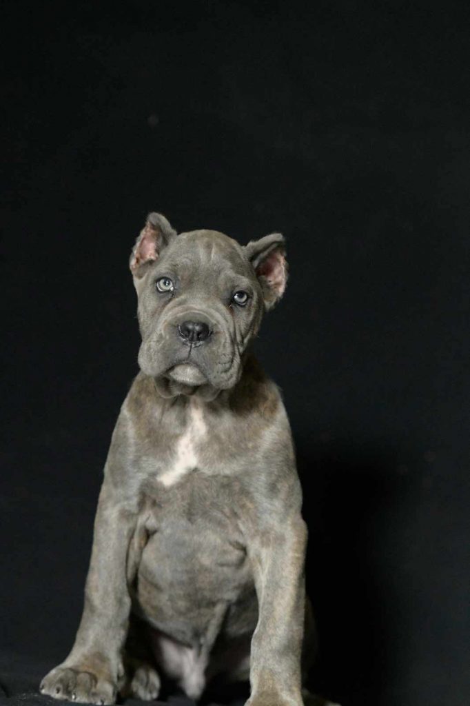 Comprar perro cane corso en Monterrey mexico y venta de cachorros en Monterrey mexico