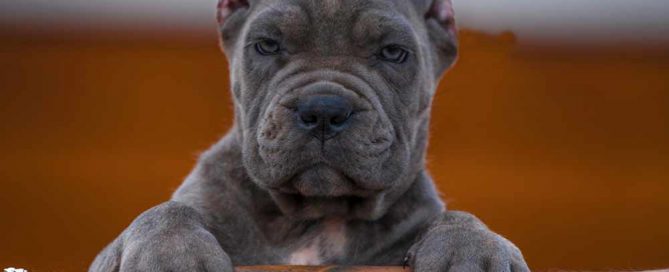 Comprar perro cane corso en Monterrey mexico y venta de cachorros en Monterrey mexico3