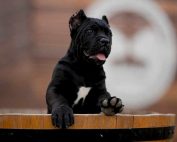 buy dog cane corso Detroit Michagan and for sale puppies for cane corso
