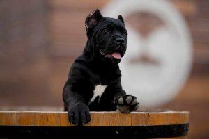 buy dog cane corso Detroit Michagan and for sale puppies for cane corso buy dog cane corso Detroit Michagan and for sale puppies for cane corso