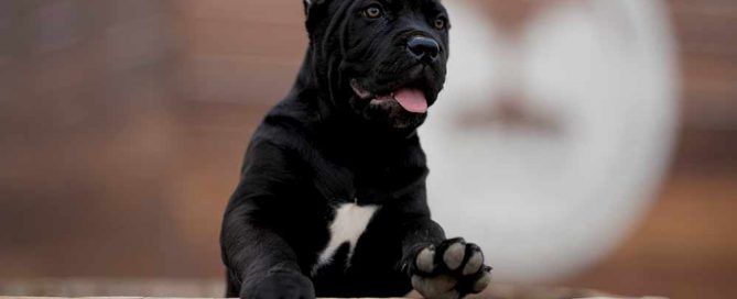 buy dog cane corso Detroit Michagan and for sale puppies for cane corso
