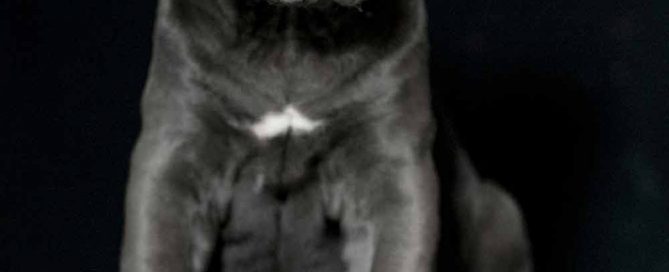 comprar perro cane corso en Guadalajara Mexico y compra venta de cachorros de cane corso en Guadalajara Mexico