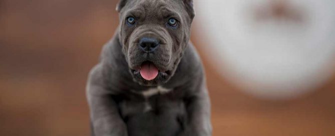 comprar perro cane corso en valparaiso chile y cachorros en venta