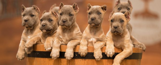 Buy Dog Cane corso and puppies for sale in Melbourne-Australia1