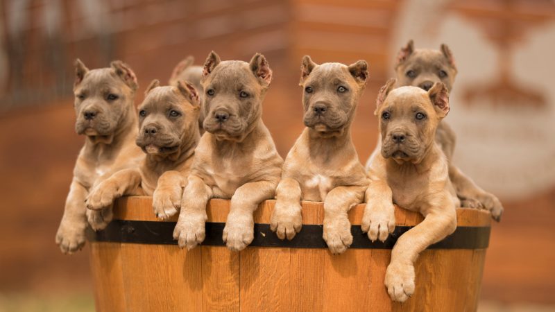 Buy Dog Cane Corso And Puppies For Sale In Melbourne