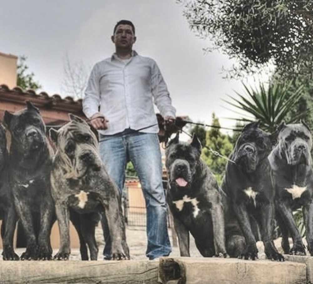 Buy Dog Cane corso and puppies for sale in Melbourne-Australia7