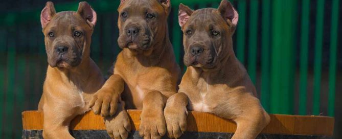 Comprar perro cane corso en Madrid y venta de cachorros de cane corso en madrid-España