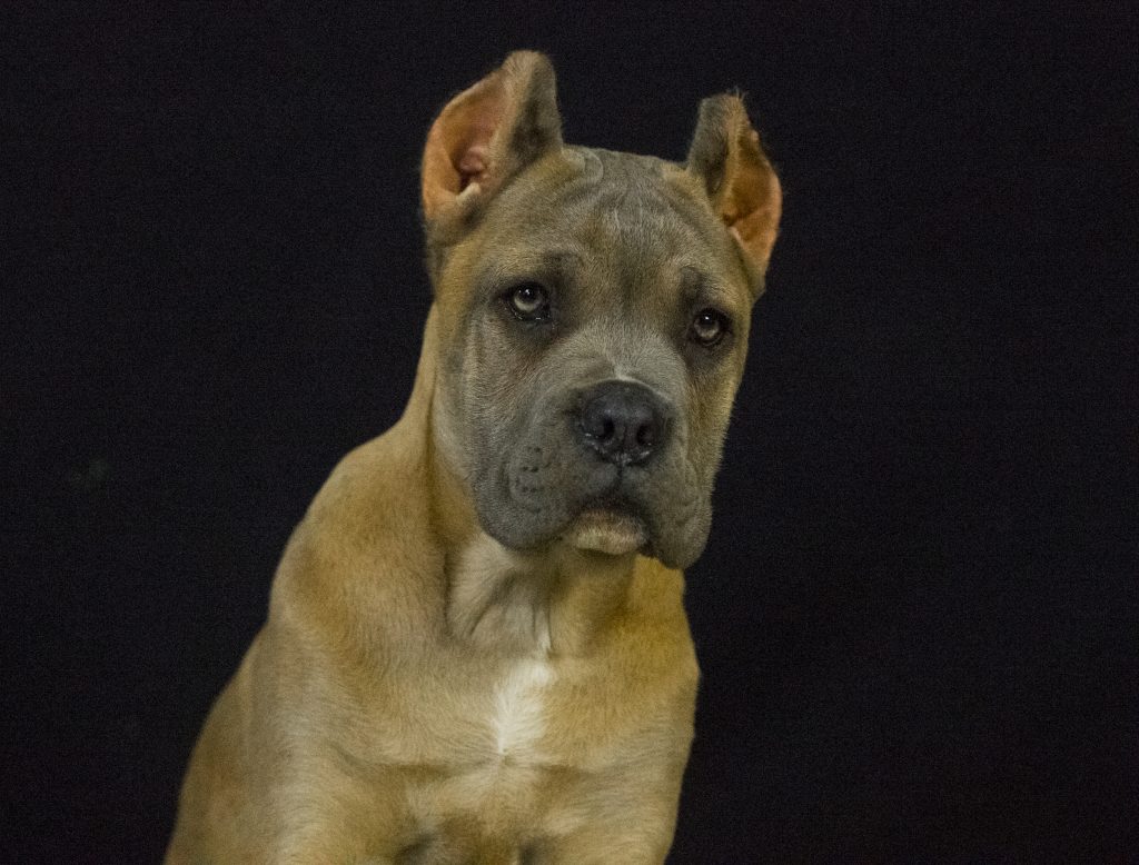 for sale dog cane corsoin Denver and buy cane corso puppies in denver2