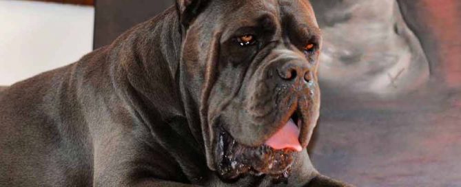 buy dog cane corso in London and puppies for sale in London UK
