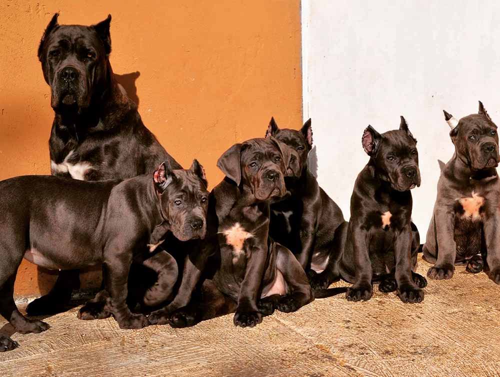 buy dog cane corso in London and puppies for sale in London UK4