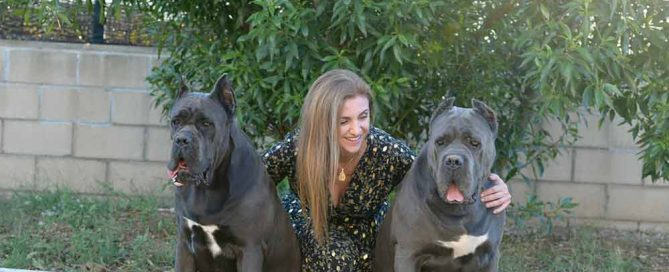 buy dog cane corso in New Jersey USA and puppies for sale in New Jersey USA