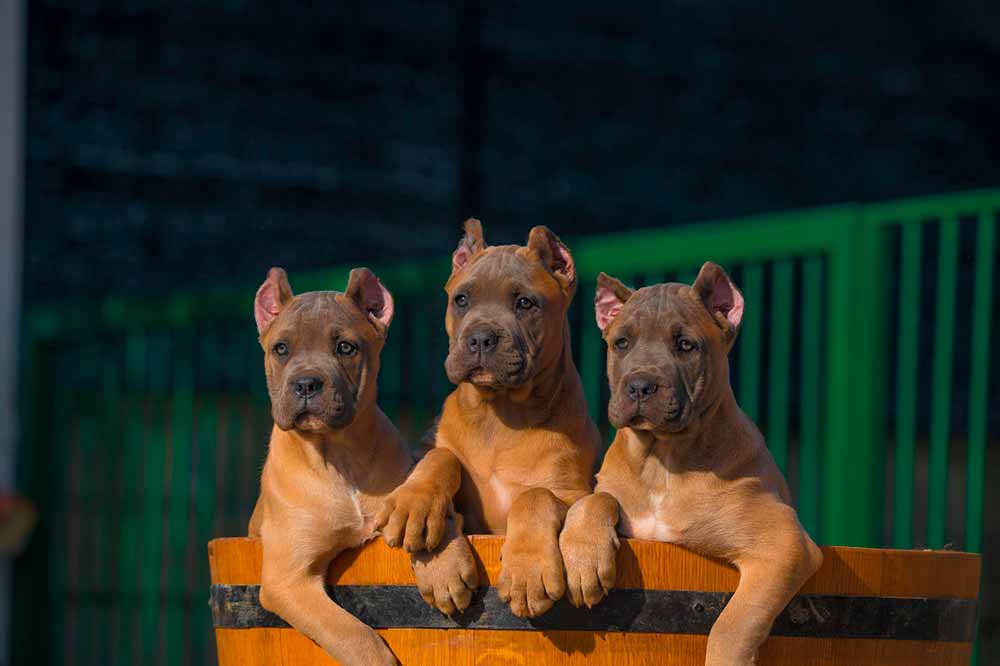 buy dog cane corso in New york and cane corso puppies for sale in New York