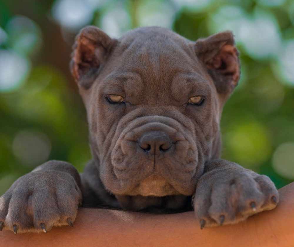 buy dog cane corso in New york and cane corso puppies for sale in New York1