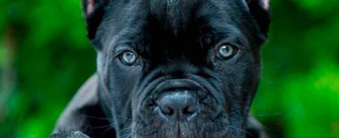 buy dog cane corso in New york and cane corso puppies for sale in New York4