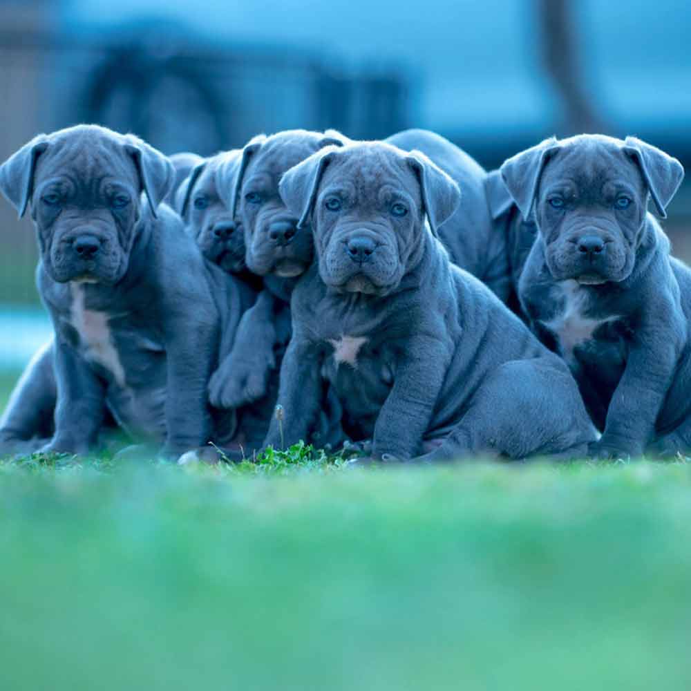 buy dog cane corso in Sidney Australia and puppies for sale in Sidneybuy dog cane corso in Sidney Australia and puppies for sale in Sidney