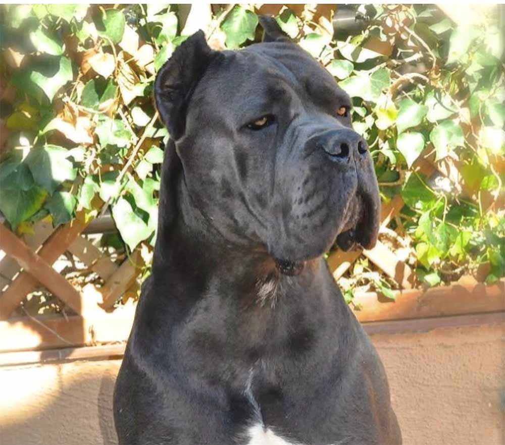 buy dog cane corso in Sidney Australia and puppies for sale in Sidney1