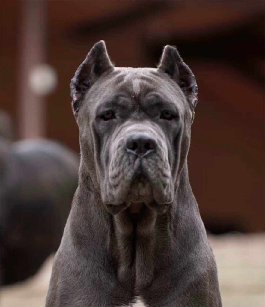 buy dog cane corso in Sidney Australia and puppies for sale in Sidney5