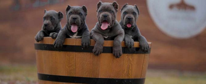 buy dog cane corso in Sidney Australia and puppies for sale in Sidney8