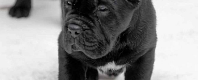 buy dog cane corso in tokio and cane corso puppies for sale in tokio2