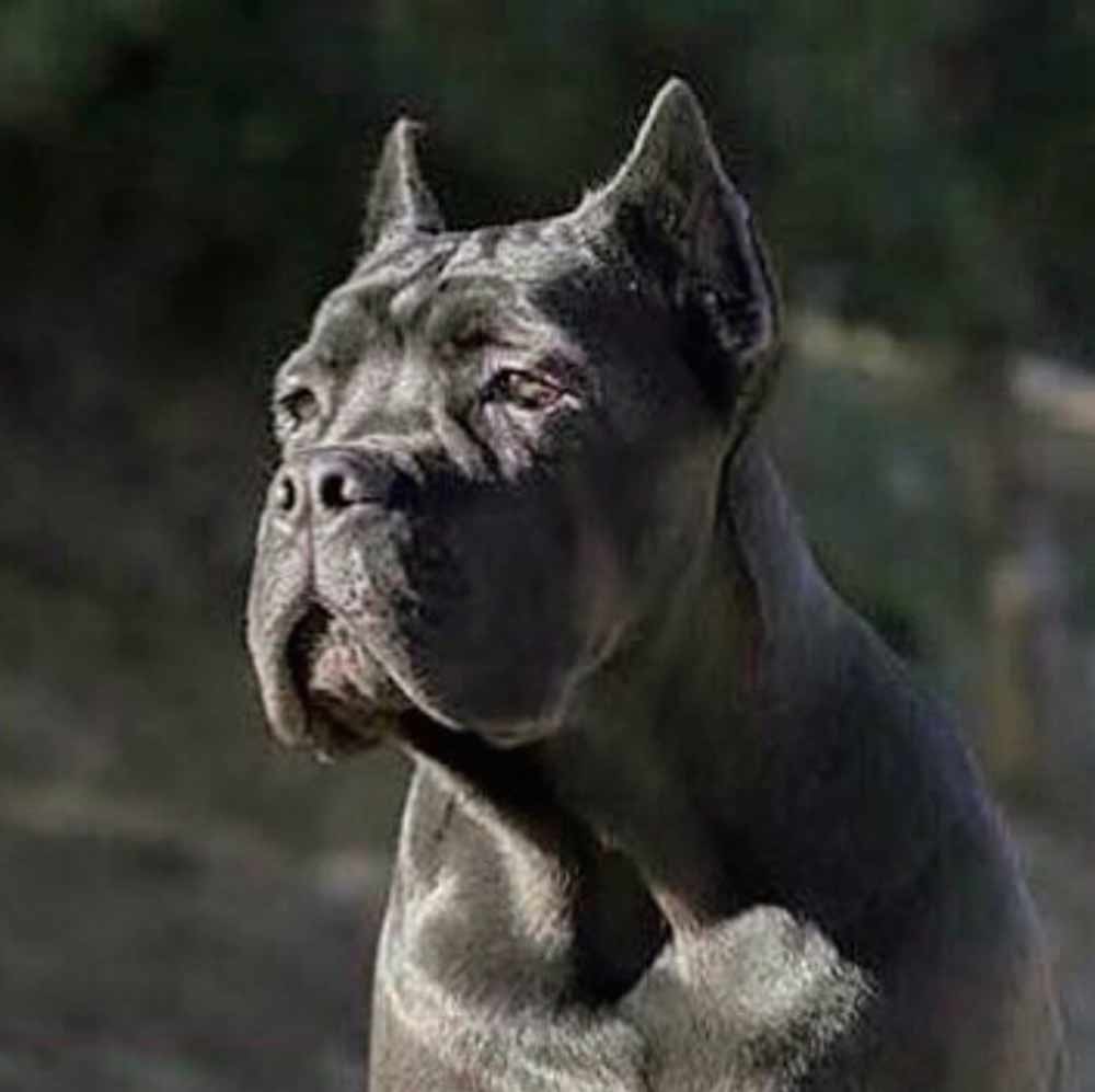 buy dog cane corso in tokio and cane corso puppies for sale in tokio3