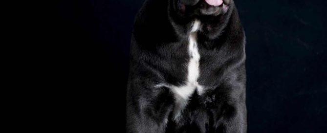 comprar perro cane corso en Guatemala y venta de cachorros de cane corso y Criador en Guatemala3
