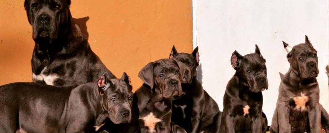 comprar perro cane corso en La Habana y venta de cachorros de cane corso en La Habana Cuba