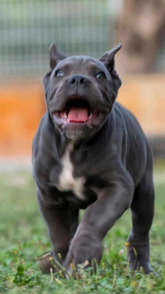 comprar perro cane corso en Quito y venta de cachorros cane corso Ecuador y criador en Quito3