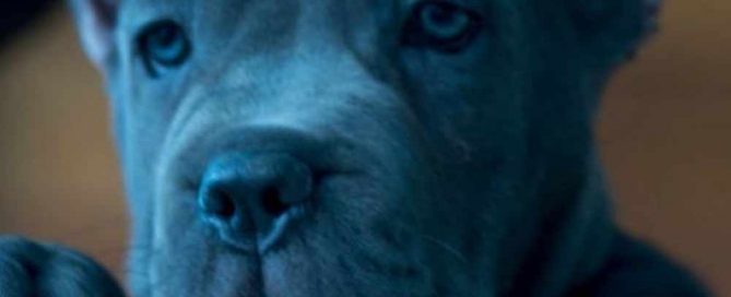 comprar perro cane corso en San Diego California y venta de cachorros de cane corso en California5