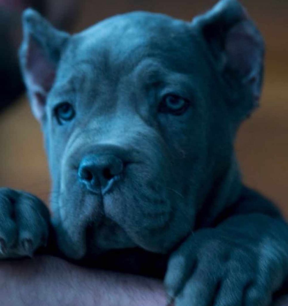 comprar perro cane corso en San Diego California y venta de cachorros de cane corso en California5
