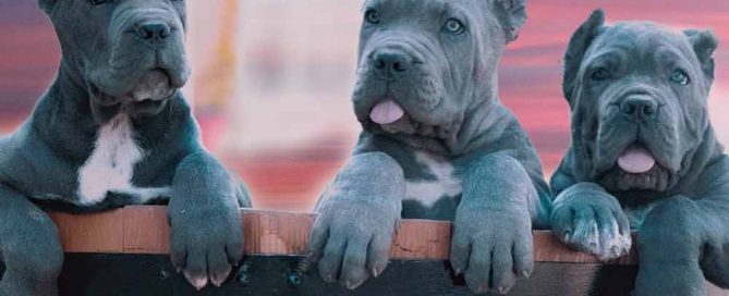 comprar perro cane corso en San Juan Puerto rico y venta de cachorros de cane corso en San Juan Puerto rico