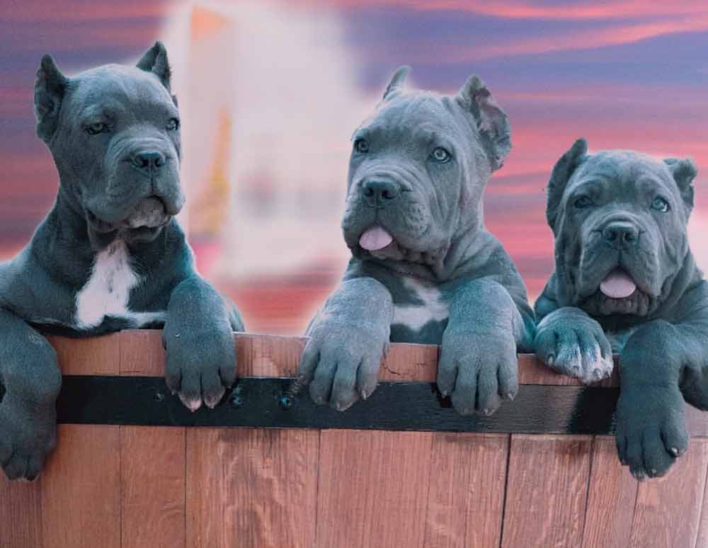 comprar perro cane corso en San Juan Puerto rico y venta de cachorros de cane corso en San Juan Puerto rico