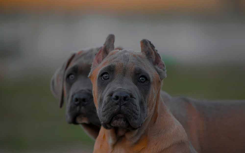 comprar perro cane corso en San Juan Puerto rico y venta de cachorros de cane corso en San Juan Puerto rico1