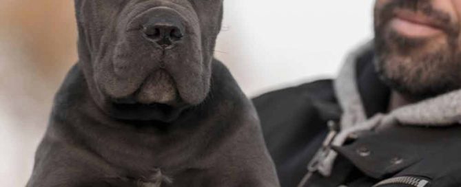 comprar perro canecorso en Lima venta de cachorros de cane corso Peru y criador de cane corso en Peru4